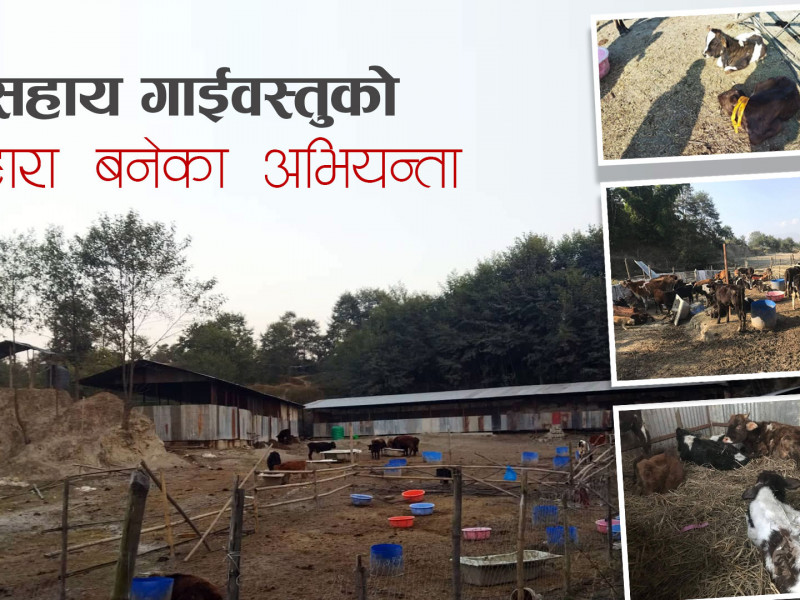 असहाय गाईवस्तुको सहारा बनेका यी सात अभियन्ता, भन्छन्- ‘मानवता त मरेर गएछ’  (भिडियोसहित)